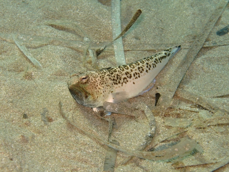 Trachinus radiatus (Cuvier, 1829)